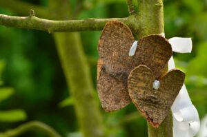 a heart made of bark entangled in a branch