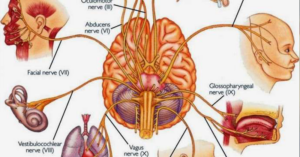 Vagus Nerves of the brain